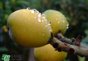 枇杷可以和蔥一起煮嗎？蔥和枇杷葉一起煮可以喝嗎？