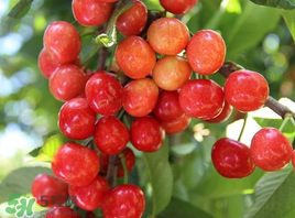 枇杷和櫻桃能一起吃嗎？枇杷和櫻桃可以一起吃嗎？