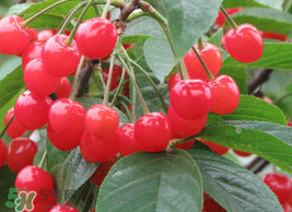 枇杷和櫻桃能一起吃嗎？枇杷和櫻桃可以一起吃嗎？