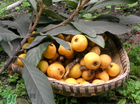 枇杷和櫻桃能一起吃嗎？枇杷和櫻桃可以一起吃嗎？