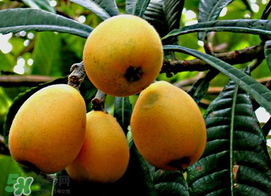 枇杷和桃可以一起吃嗎？枇杷和桃子能一起吃嗎？