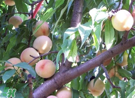 枇杷和桃可以一起吃嗎？枇杷和桃子能一起吃嗎？