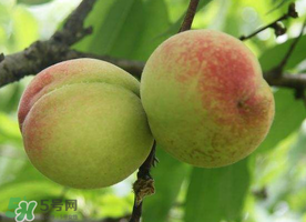 枇杷和桃可以一起吃嗎？枇杷和桃子能一起吃嗎？