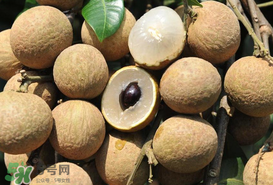 枇杷和龍眼能一起吃嗎？枇杷和桂圓能一起吃嗎？