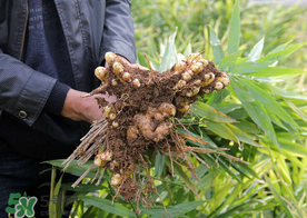 枇杷和姜能一起吃嗎？枇杷和生姜能一起煮嗎？