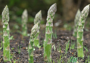 蘆筍什么人不能吃？蘆筍哪些人不能吃？