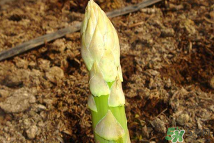 蘆筍什么人不能吃？蘆筍哪些人不能吃？