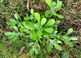 清明菜可以種植嗎？清明菜怎么種植？