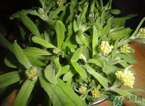 清明菜可以種植嗎？清明菜怎么種植？