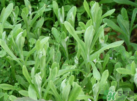 清明菜可以種植嗎？清明菜怎么種植？