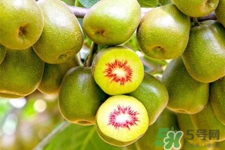 獼猴桃是低糖水果嗎？獼猴桃含糖量高嗎？