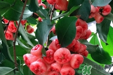 蓮霧是低糖水果嗎？蓮霧含糖量高嗎？