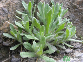 清明草怎么保存？清明草怎么鮮？