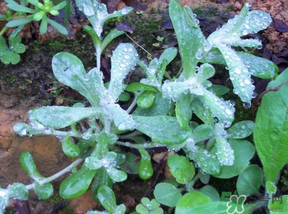 清明草怎么保存？清明草怎么鮮？