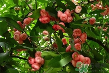 蓮霧熱量高嗎？一個(gè)蓮霧的熱量有多少？