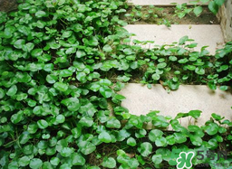 金錢草怎么養(yǎng)？金錢草好養(yǎng)嗎？