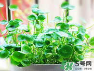 金錢草怎么養(yǎng)？金錢草好養(yǎng)嗎？