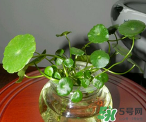 金錢草怎么養(yǎng)？金錢草好養(yǎng)嗎？