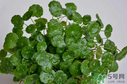 金錢草泡水喝的功效？金錢草有什么作用？