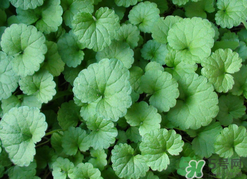 金錢草泡水喝的功效？金錢草有什么作用？