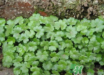 金錢草泡水喝的功效？金錢草有什么作用？