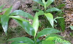 淡竹葉的功效與作用 淡竹葉有什么功效？