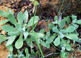 吃清明草有什么好處？清明草的功效與作用