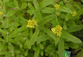 吃清明草有什么好處？清明草的功效與作用