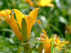 新鮮黃花菜有毒嗎？新鮮黃花菜可以吃嗎？