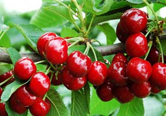 枇杷和櫻桃能一起吃嗎？枇杷和櫻桃可以一起吃嗎？