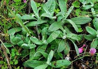 清明菜可以降血壓嗎？清明菜能降血壓嗎？