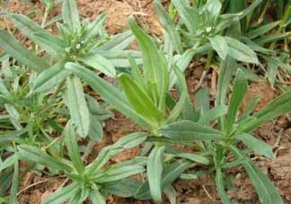 清明菜可以種植嗎？清明菜怎么種植？