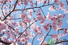 2017清明節(jié)會下雨嗎？清明節(jié)下雨會下幾天？