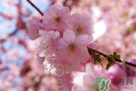 清明節(jié)掃墓能不去嗎？清明節(jié)上墳必須去嗎？