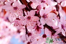 清明節(jié)掃墓能不去嗎？清明節(jié)上墳必須去嗎？