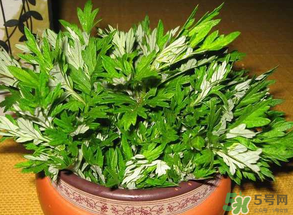 清明菜是什么？清明菜和艾草的區(qū)別 