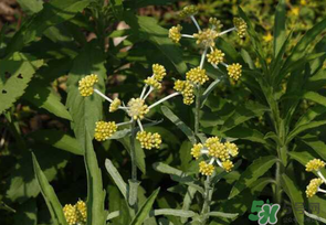 清明菜是發(fā)物嗎？清明菜是不是發(fā)物？