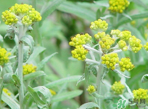 清明菜是發(fā)物嗎？清明菜是不是發(fā)物？