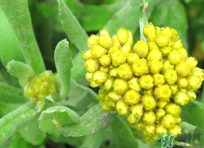 清明菜能治哮喘嗎？清明菜可以治哮喘嗎？