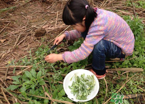 清明草叫什么？清明草有幾種？