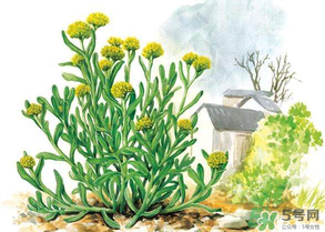 清明草叫什么？清明草有幾種？