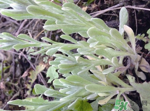 清明草叫什么？清明草有幾種？