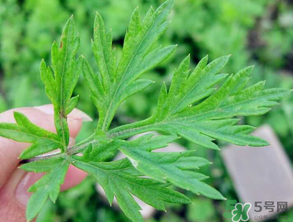 清明草是艾草嗎？清明菜是什么草？