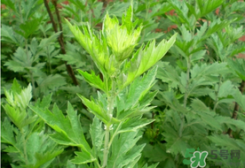 清明草是艾草嗎？清明菜是什么草？