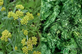 清明草能吃嗎？清明草花可以吃嗎？