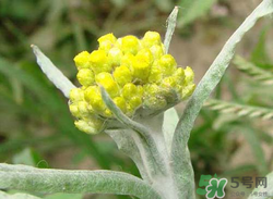 清明草能吃嗎？清明草花可以吃嗎？