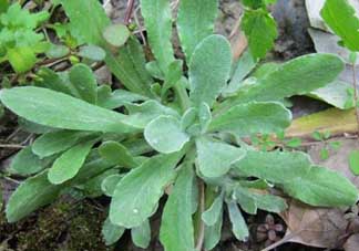 清明草叫什么？清明草有幾種？