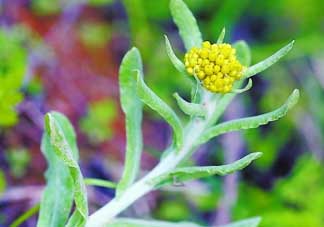 清明菜是發(fā)物嗎？清明菜是不是發(fā)物？