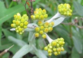 清明草能吃嗎？清明草花可以吃嗎？