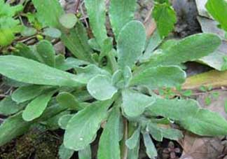 清明草怎么吃？清明草怎么做好吃？